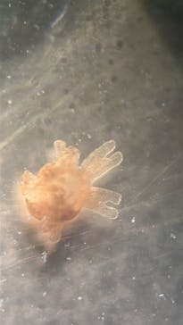 新江ノ島水族館に投稿された画像（2025/3/9）