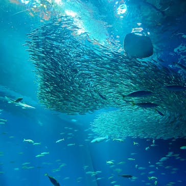 アクアワールド茨城県大洗水族館に投稿された画像（2025/3/10）