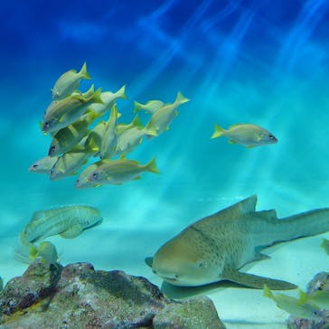 アクアワールド茨城県大洗水族館に投稿された画像（2025/3/10）