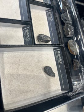 福井県立恐竜博物館に投稿された画像（2025/3/10）