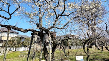 偕楽園本園に投稿された画像（2025/3/10）