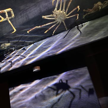 竹島水族館に投稿された画像（2025/3/10）