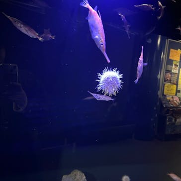 竹島水族館に投稿された画像（2025/3/10）