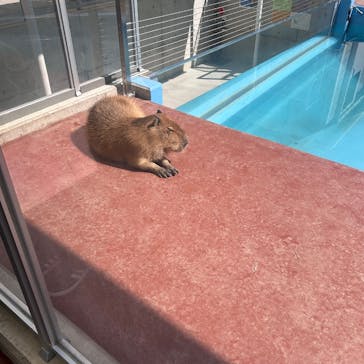 竹島水族館に投稿された画像（2025/3/10）