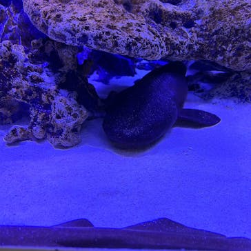 竹島水族館に投稿された画像（2025/3/10）