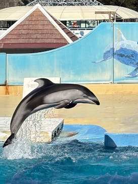 下田海中水族館に投稿された画像（2025/3/10）