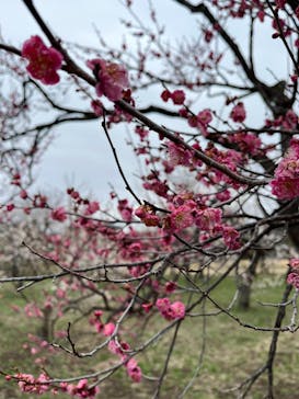 偕楽園本園に投稿された画像（2025/3/10）
