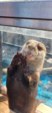 大分マリーンパレス水族館 「うみたまご」に投稿された画像（2025/3/10）