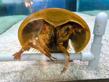 竹島水族館に投稿された画像（2025/3/10）