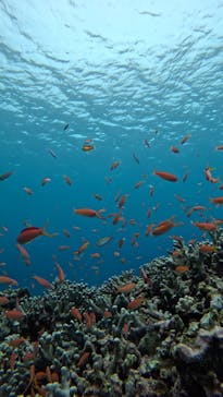  マリンショップHAPPYに投稿された画像（2025/3/10）