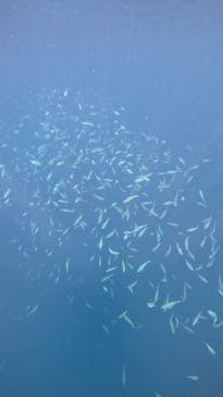  マリンショップHAPPYに投稿された画像（2025/3/10）