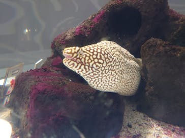 NIFREL（ニフレル）に投稿された画像（2025/3/10）