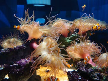 NIFREL（ニフレル）に投稿された画像（2025/3/10）