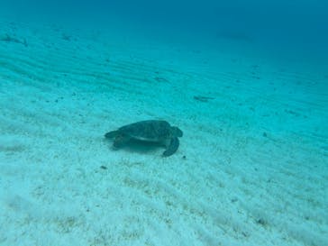 tome cruiseに投稿された画像（2025/3/10）