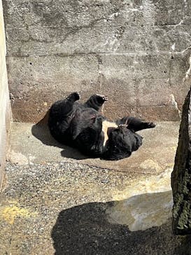 奥飛騨クマ牧場に投稿された画像（2025/3/10）