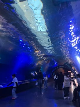 マクセル アクアパーク品川に投稿された画像（2025/3/10）