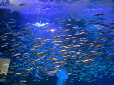 マクセル アクアパーク品川に投稿された画像（2025/3/10）