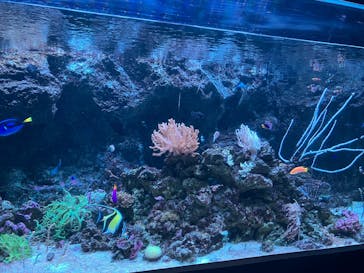 マクセル アクアパーク品川に投稿された画像（2025/3/10）