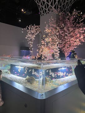 マクセル アクアパーク品川に投稿された画像（2025/3/10）