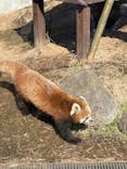 恩賜上野動物園に投稿された画像（2025/3/10）