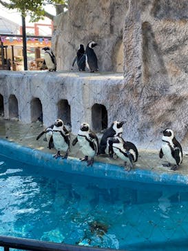 恩賜上野動物園に投稿された画像（2025/3/10）