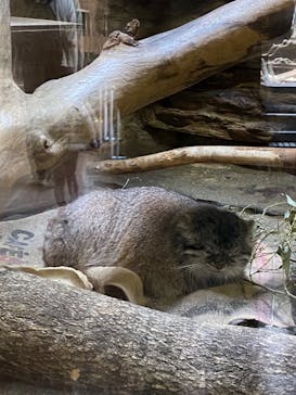 恩賜上野動物園に投稿された画像（2025/3/10）