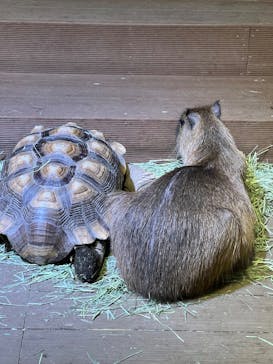 カワスイ 川崎⽔族館に投稿された画像（2025/3/10）