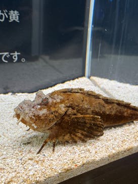 大分マリーンパレス水族館 「うみたまご」に投稿された画像（2025/3/10）