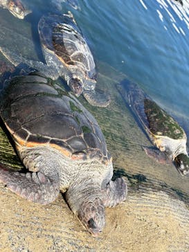 串本海中公園水族館に投稿された画像（2025/3/10）