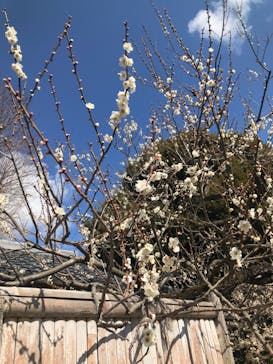 偕楽園本園に投稿された画像（2025/3/10）