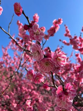 偕楽園本園に投稿された画像（2025/3/10）