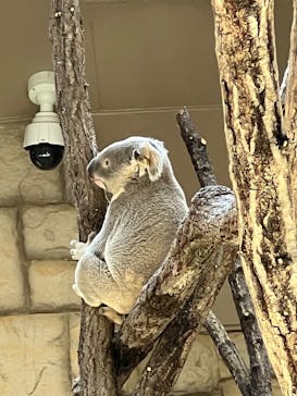 名古屋市東山動植物園に投稿された画像（2025/3/10）