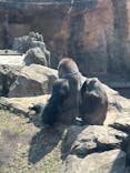 恩賜上野動物園に投稿された画像（2025/3/11）