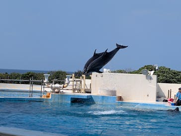 沖縄美ら海水族館に投稿された画像（2025/3/11）