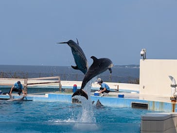 沖縄美ら海水族館に投稿された画像（2025/3/11）