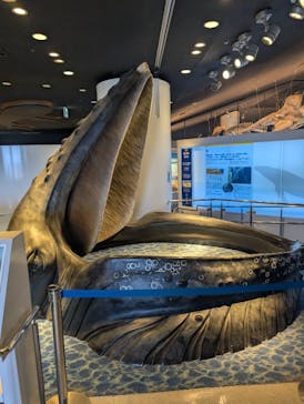 沖縄美ら海水族館に投稿された画像（2025/3/11）