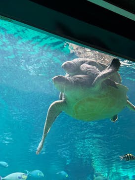 箱根園水族館に投稿された画像（2025/3/11）