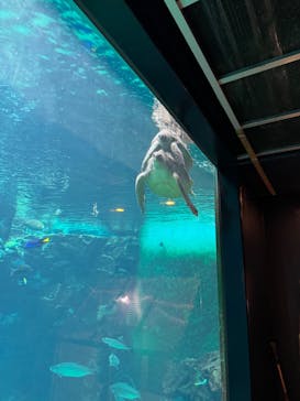 箱根園水族館に投稿された画像（2025/3/11）