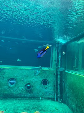 箱根園水族館に投稿された画像（2025/3/11）