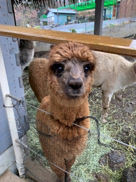 伊豆アニマルキングダムに投稿された画像（2025/3/11）