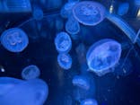 名古屋港水族館に投稿された画像（2025/3/11）