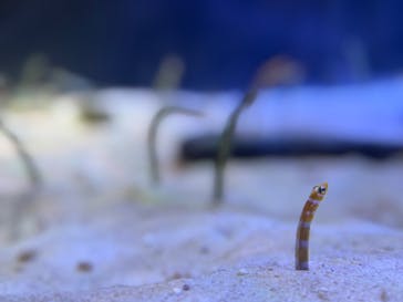 名古屋港水族館に投稿された画像（2025/3/11）