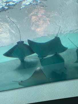 名古屋港水族館に投稿された画像（2025/3/11）