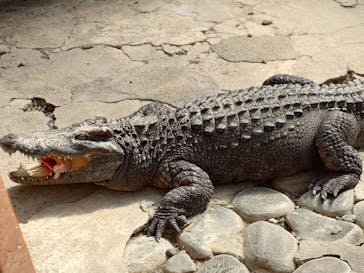 熱川バナナワニ園に投稿された画像（2025/3/11）