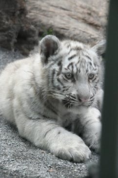 東武動物公園に投稿された画像（2025/3/11）