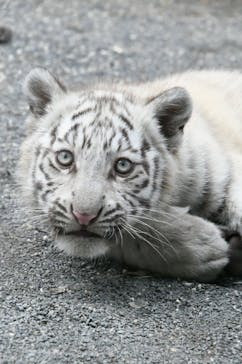 東武動物公園に投稿された画像（2025/3/11）