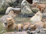 伊豆シャボテン動物公園に投稿された画像（2025/3/11）