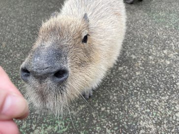 伊豆シャボテン動物公園に投稿された画像（2025/3/11）