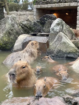 伊豆シャボテン動物公園に投稿された画像（2025/3/11）