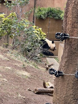 恩賜上野動物園に投稿された画像（2025/3/11）
